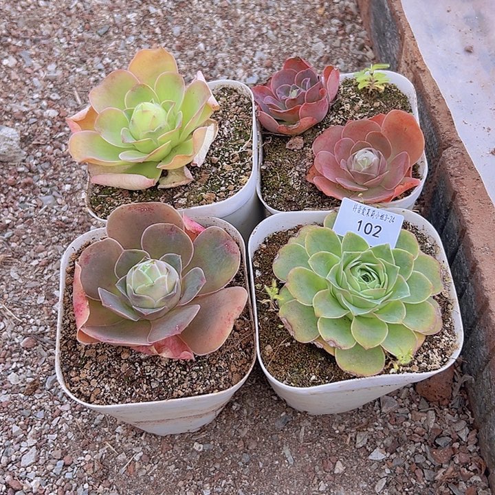 山地玫瑰多肉植物102