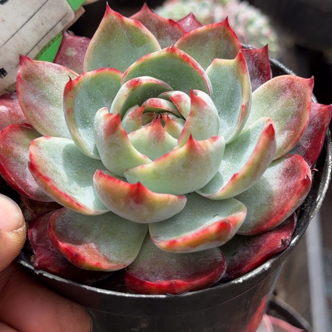 惊鸿一物一拍包装收缩花旱954