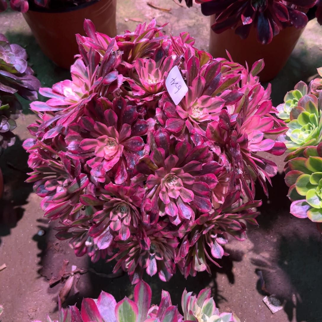 多肉植物红铜白624