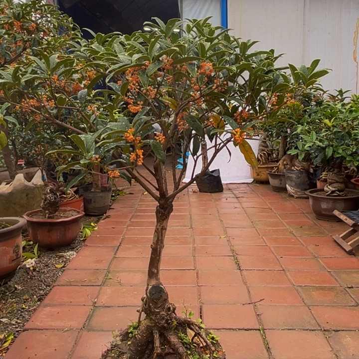 《***》无花朵老珠砂1111111