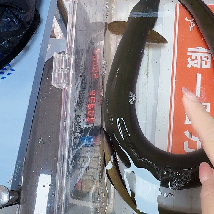 野生鳗鱼一斤七两多