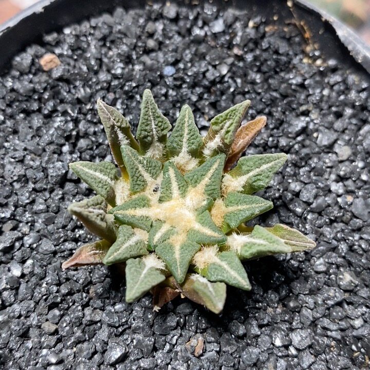 310号实生黑牡丹3.8cm