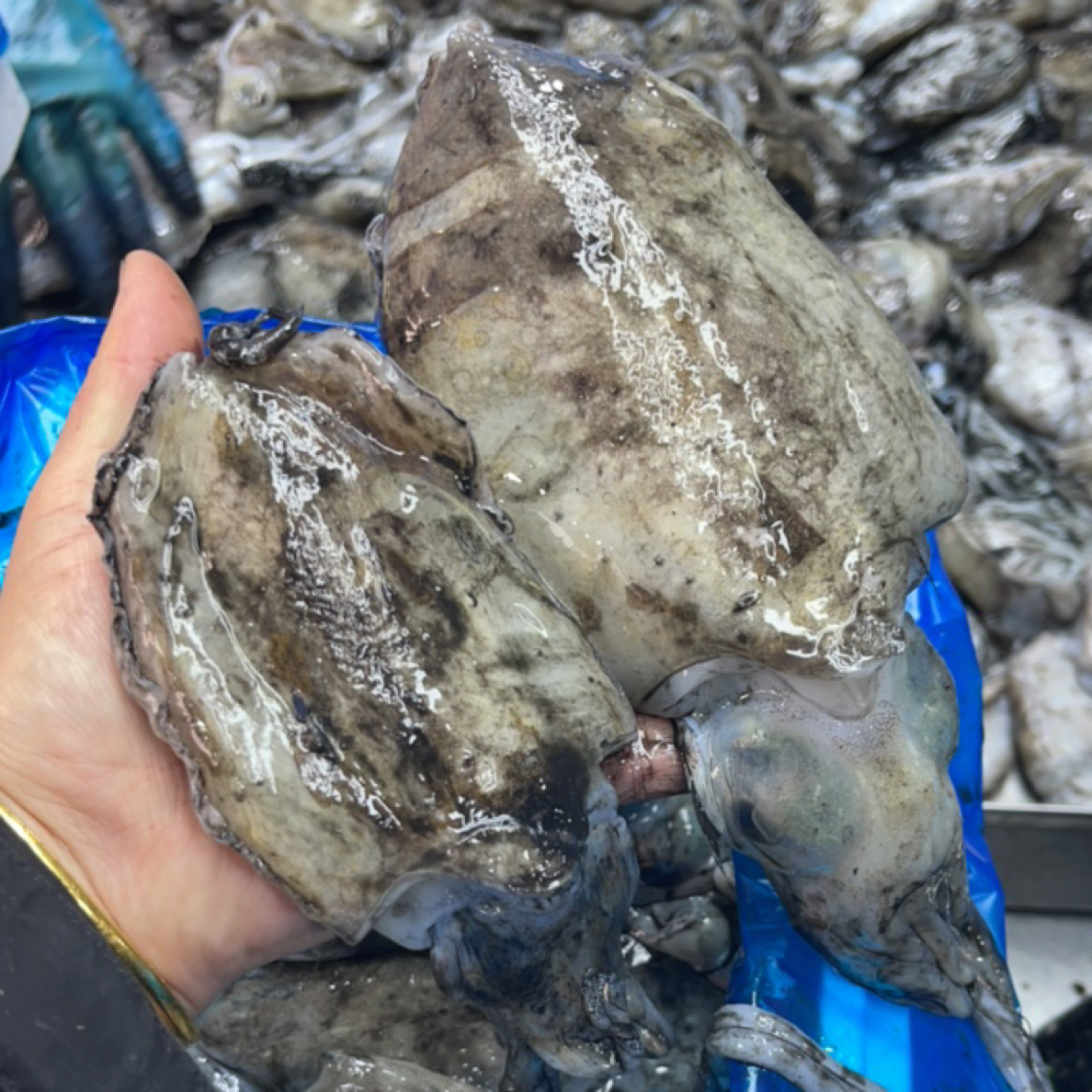 大连野生大乌鱼4斤，干冰速冻发货顺丰快递