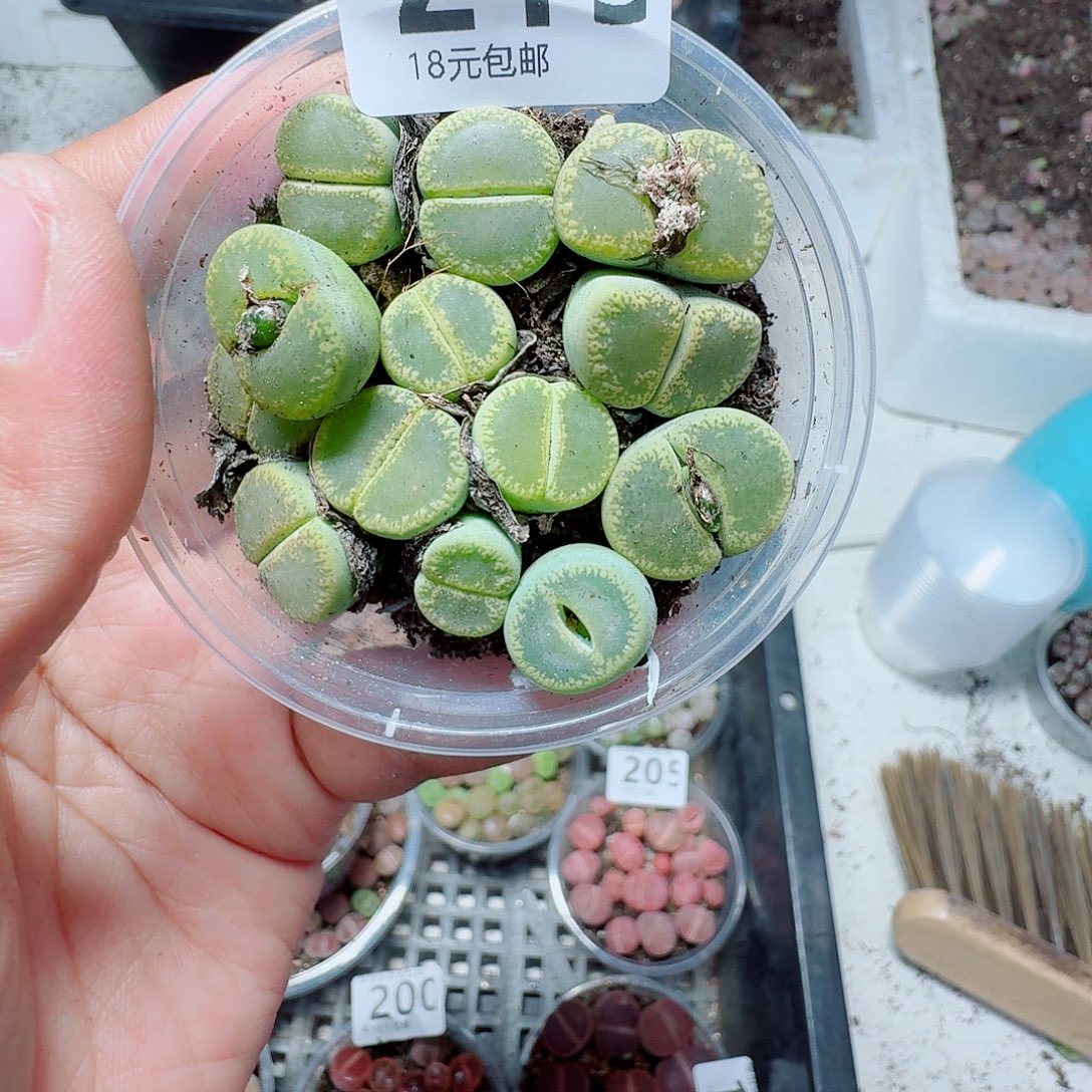 215多肉植物多肉植物