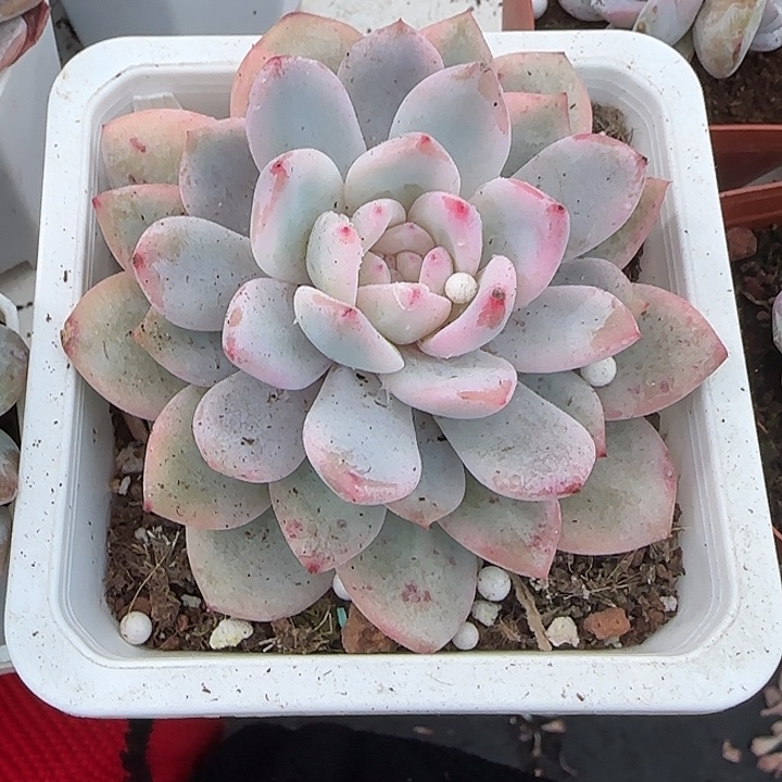 青蛙王子儿童牙膏11
