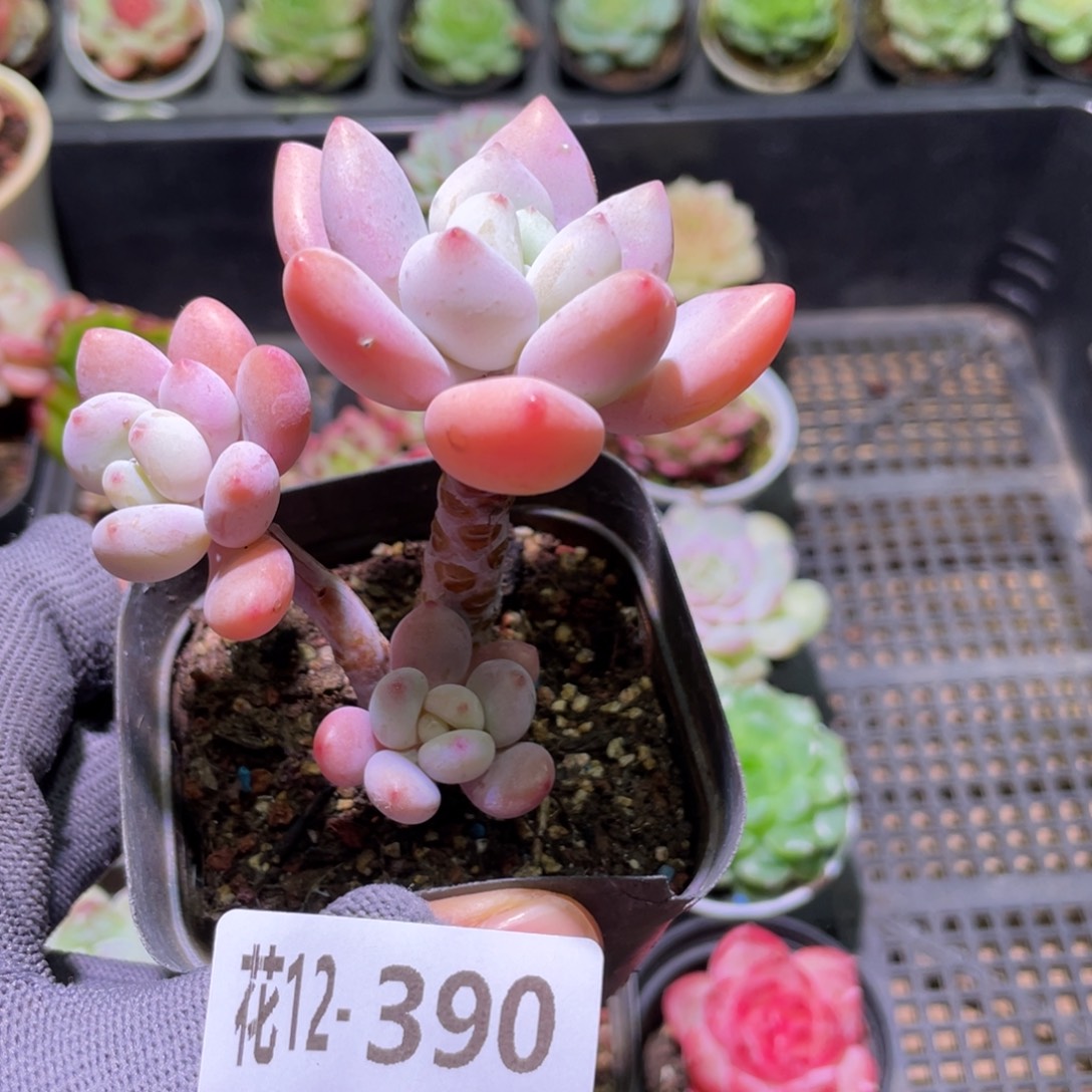 花利美12-390洛神