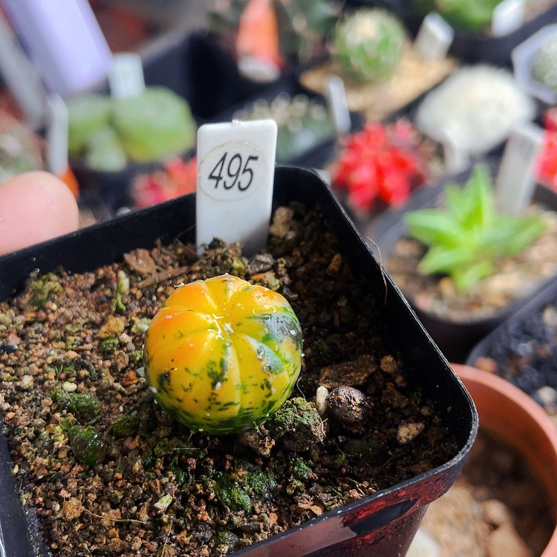 非偏远地区满25包邮仙人球