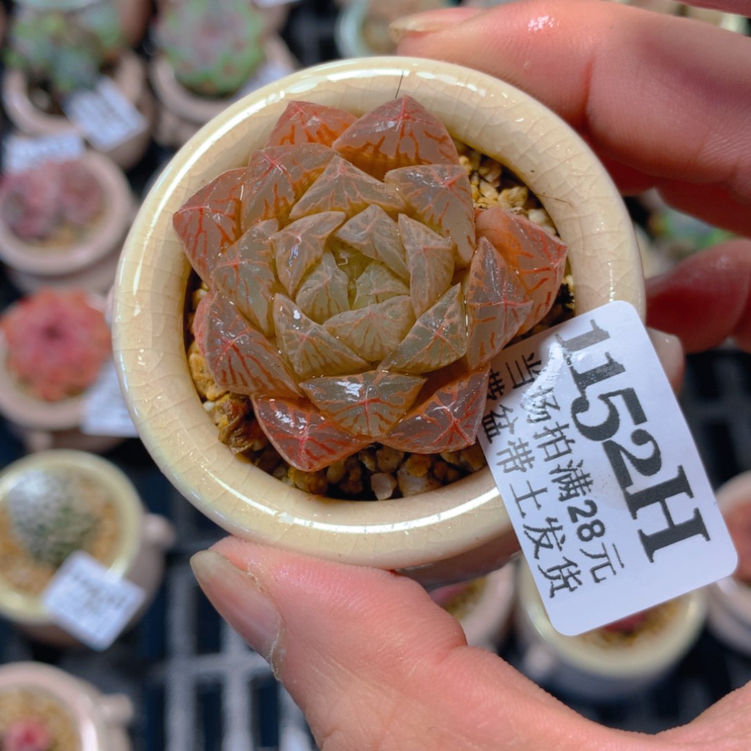 5厘米盆精控多肉1152
