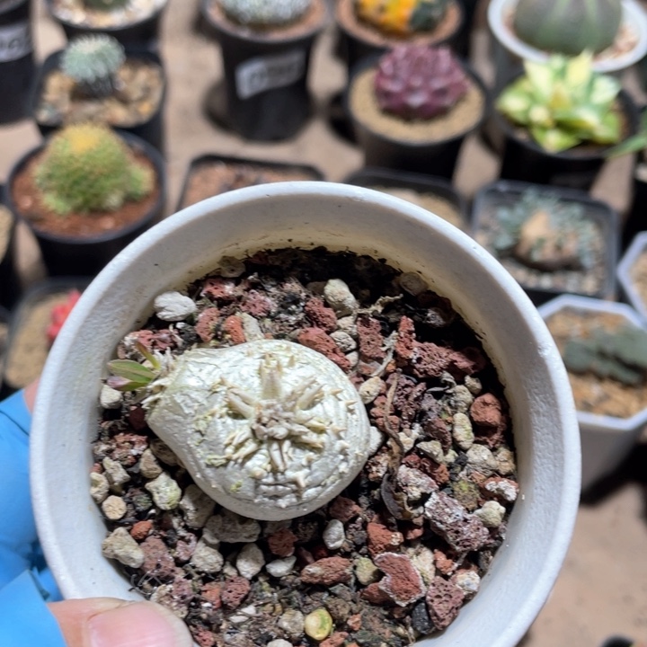 089惠比须笑块根