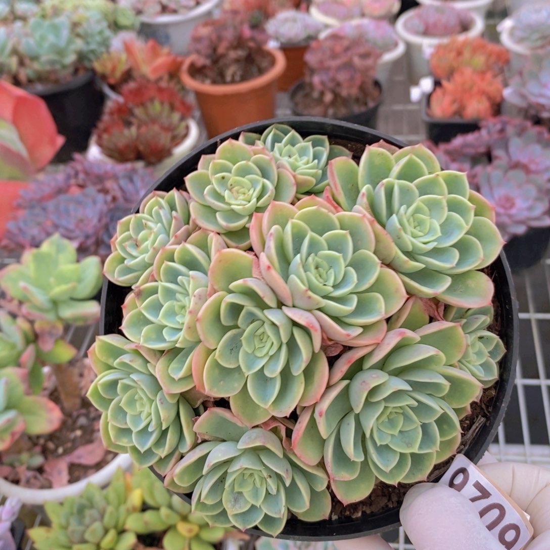 9709哈密瓜一物一拍