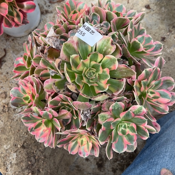 妖月大手捧多肉植物255