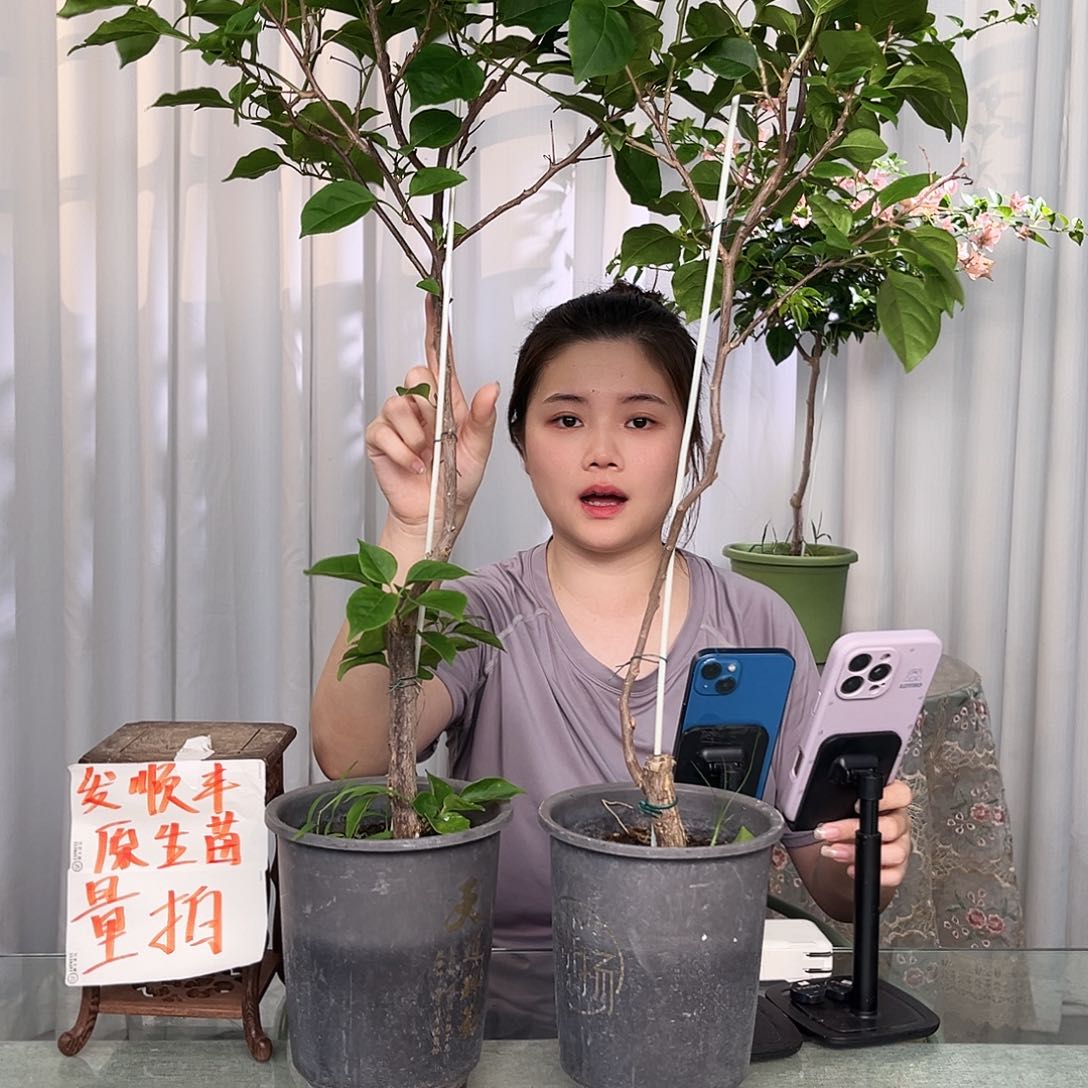 当前无花栽培后可以开花绿樱棒棒糖一颗