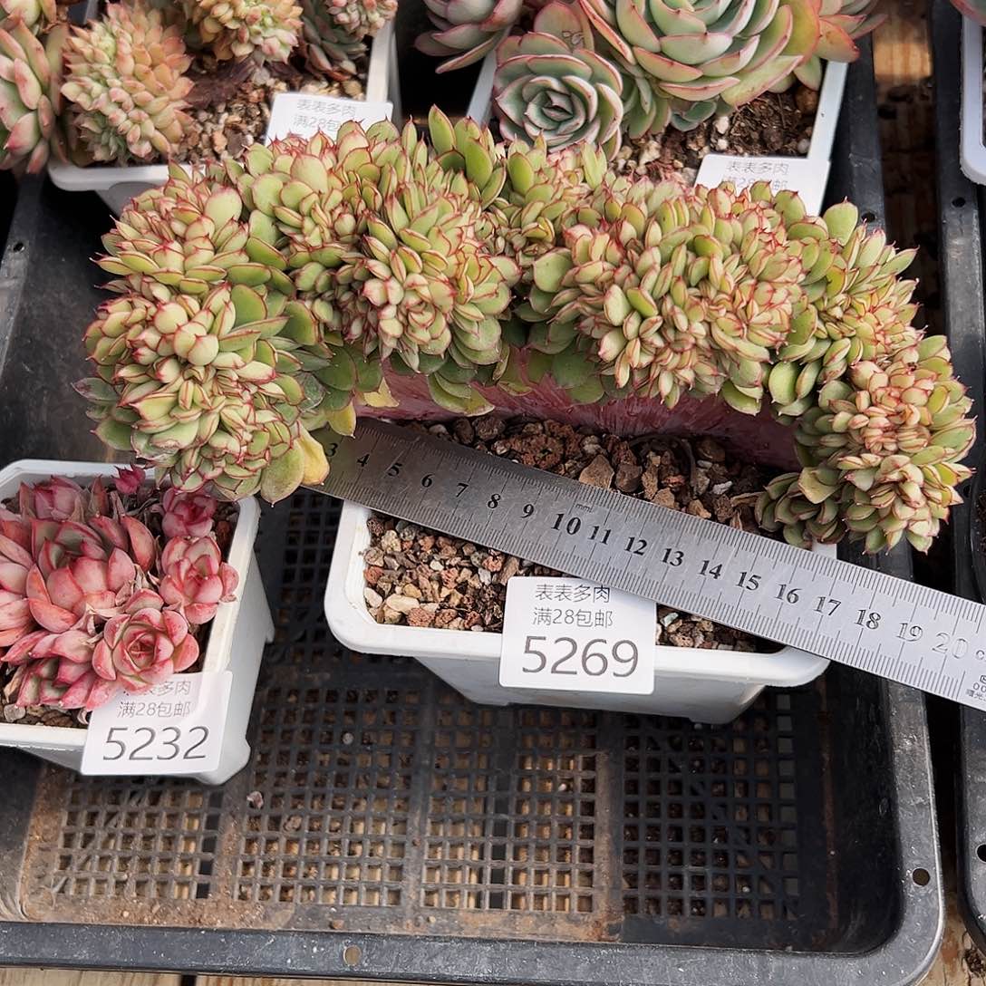 9号。**袁我们的确是一5269