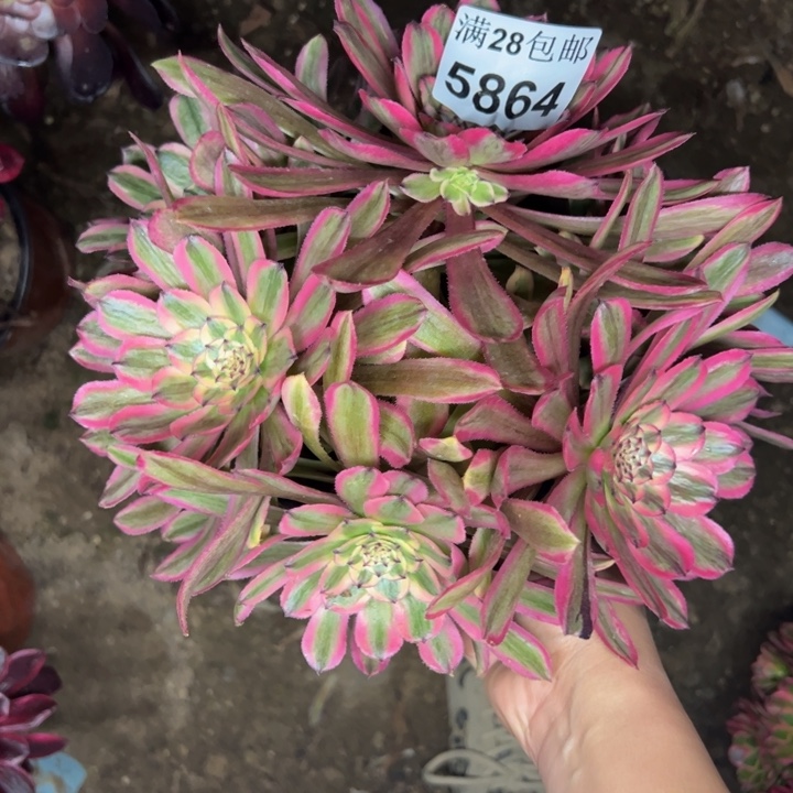 5864粉钻多肉植物