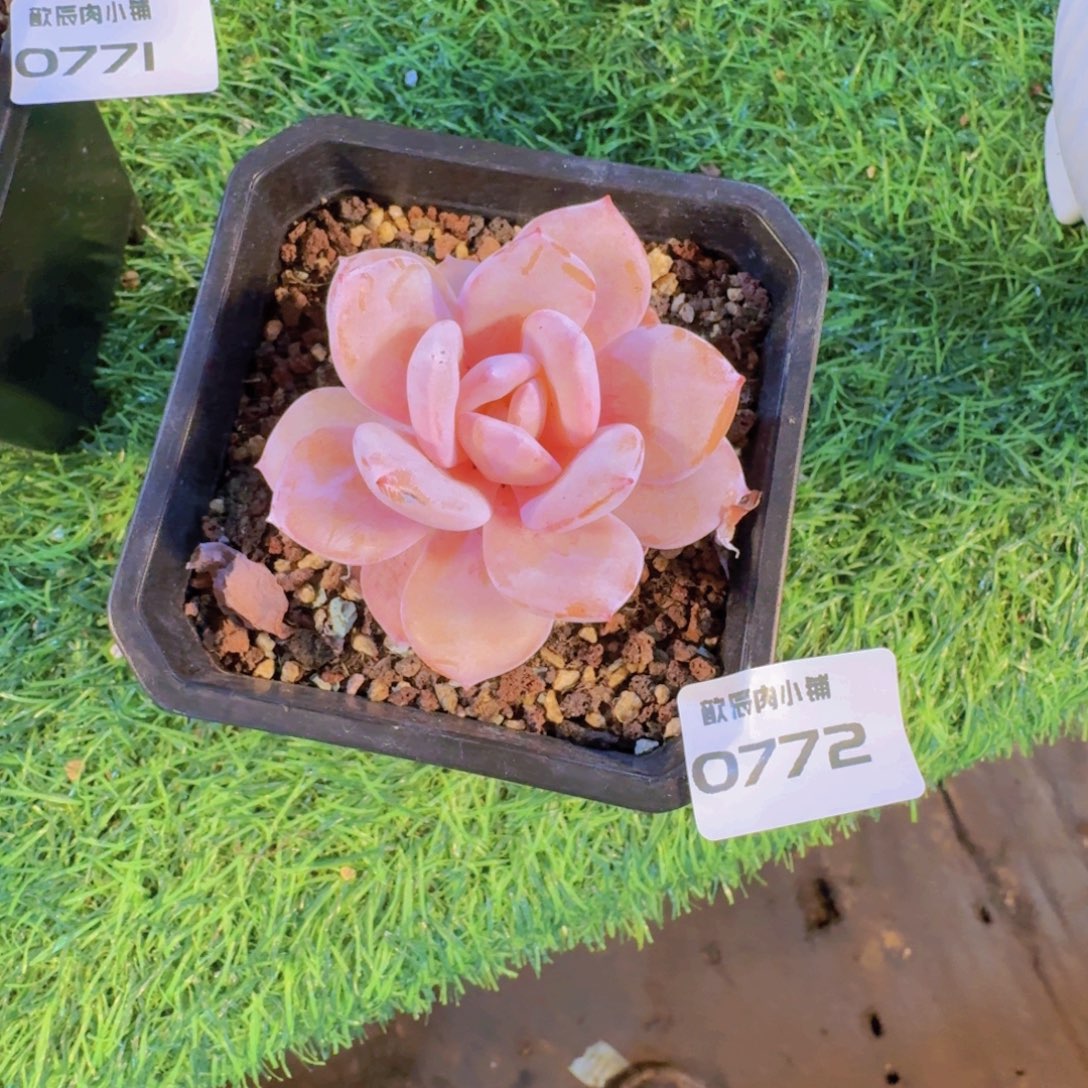 多肉植物奶茶单头0772