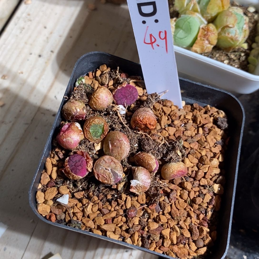 钻墨杂交一颗。