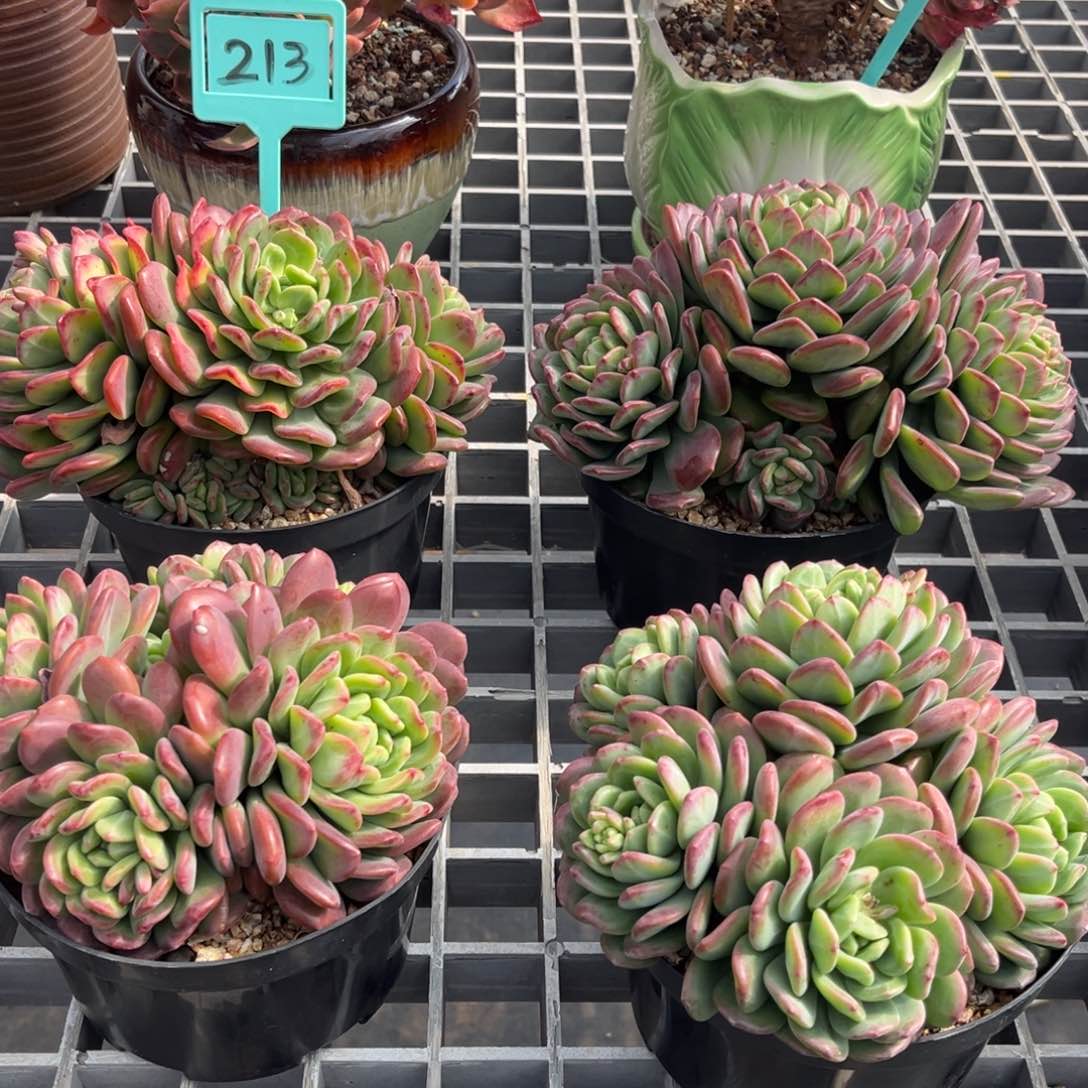 小雨多肉群生拉萨