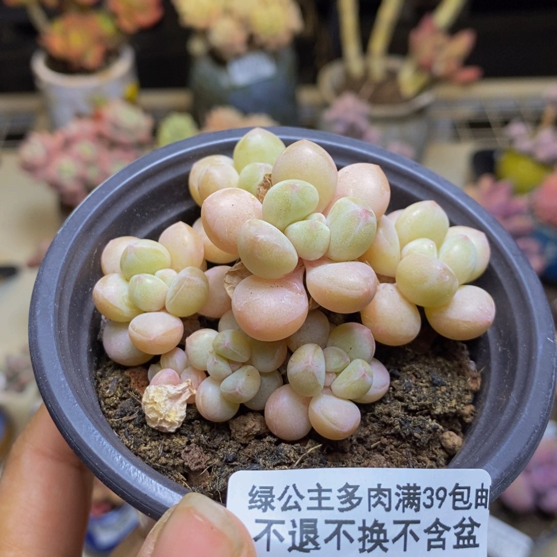 684萤火虫多肉5c m
