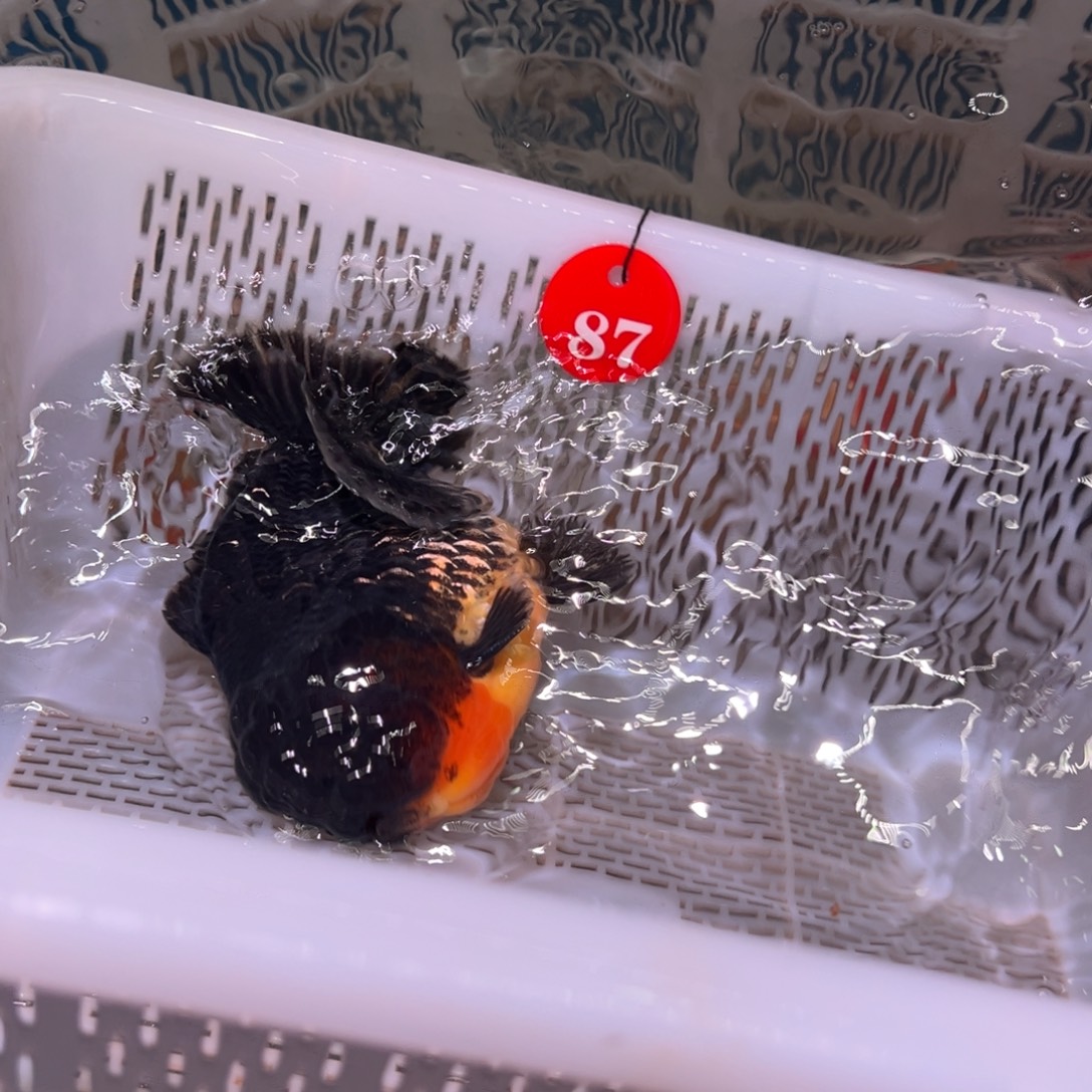 承****金鱼你好吗你在干