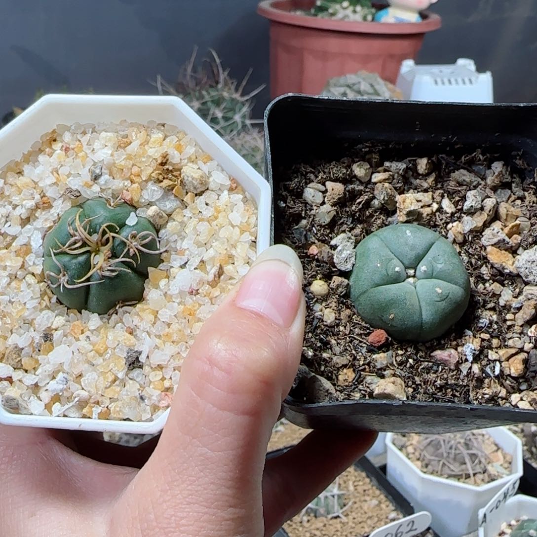 实生冢源海王➕实生肋骨2.4➕2.5多肉