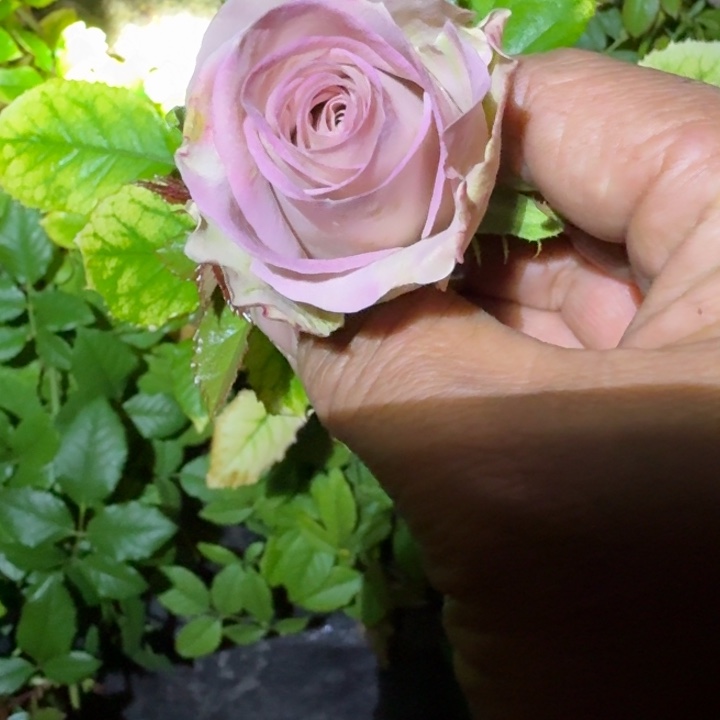 无花朵冷雨夜一加仑苗