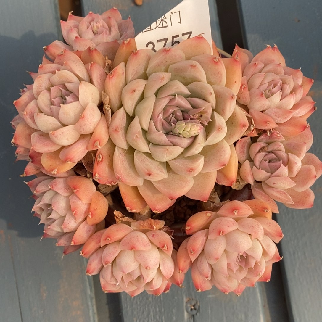 不****调杂交精品多肉3757