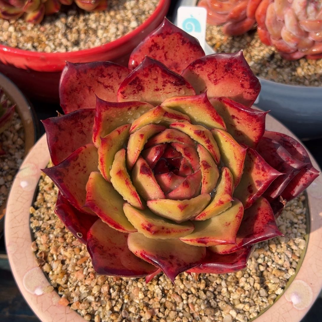 从前慢多肉精选编号0212.234