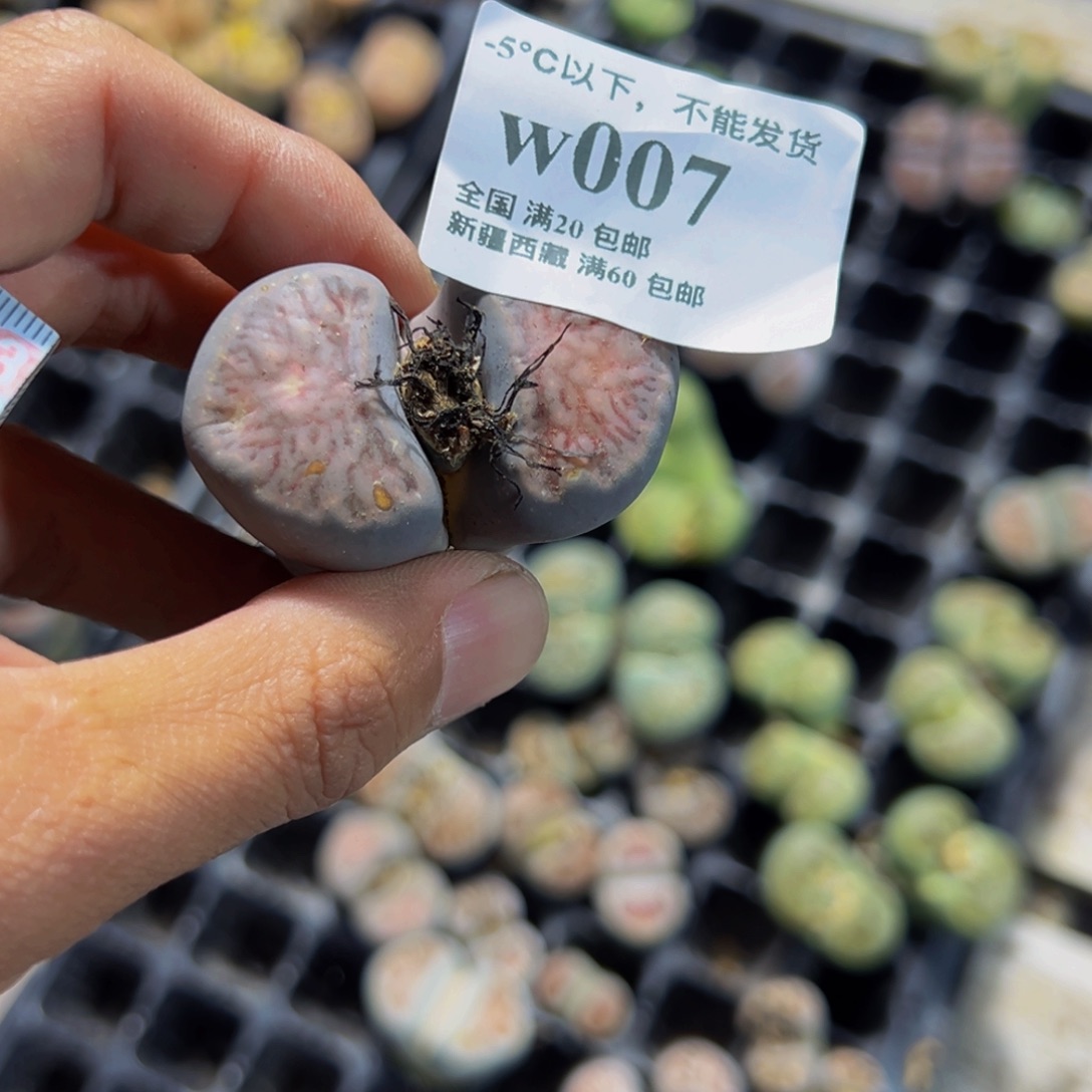 小***饭007 一物一拍，默认有伤，介意勿拍，不退不换