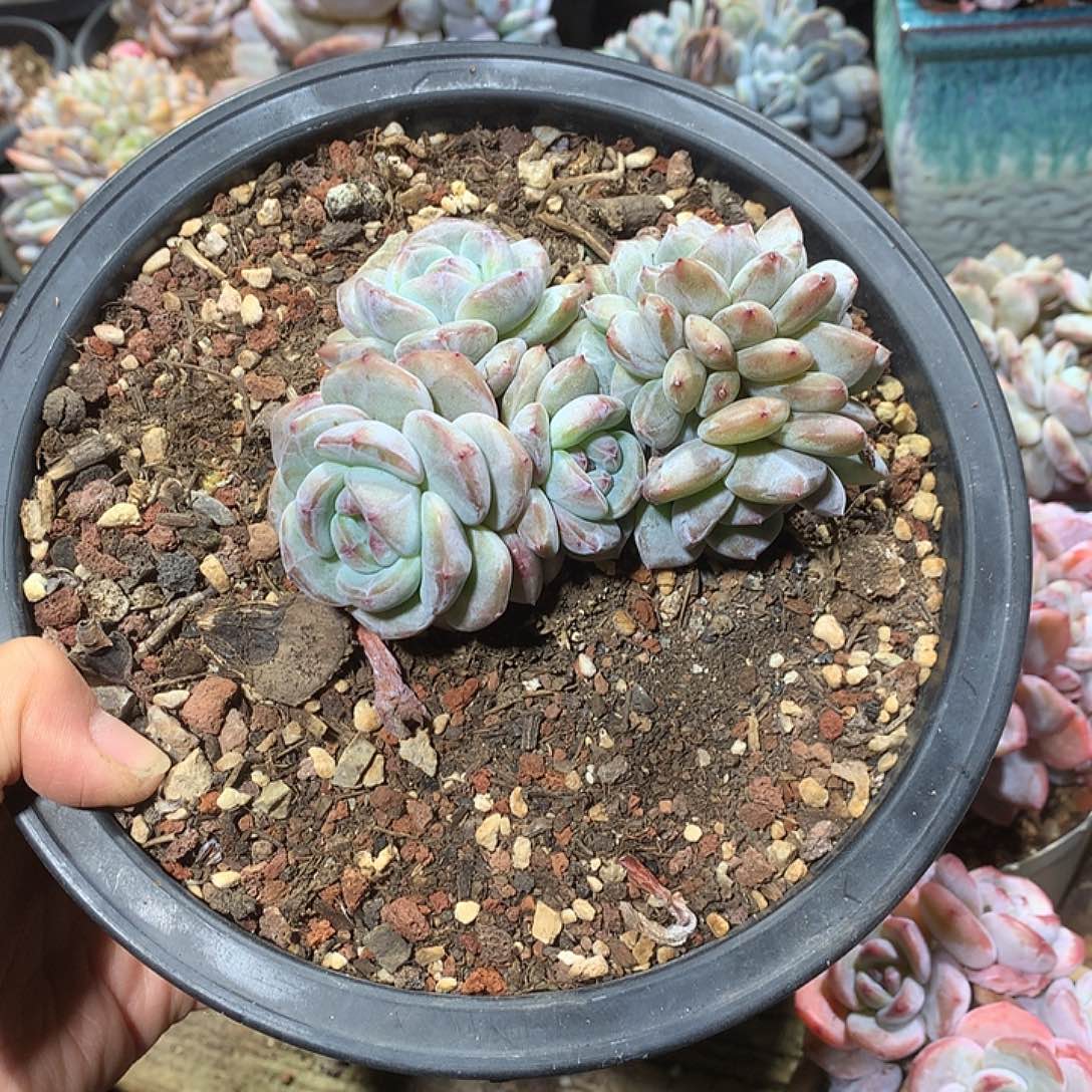 星影朵朵缀哈哈哈哈哈哈