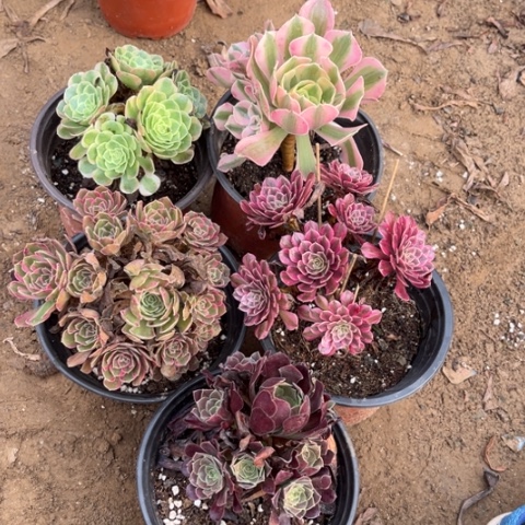 273多肉植物组合，
