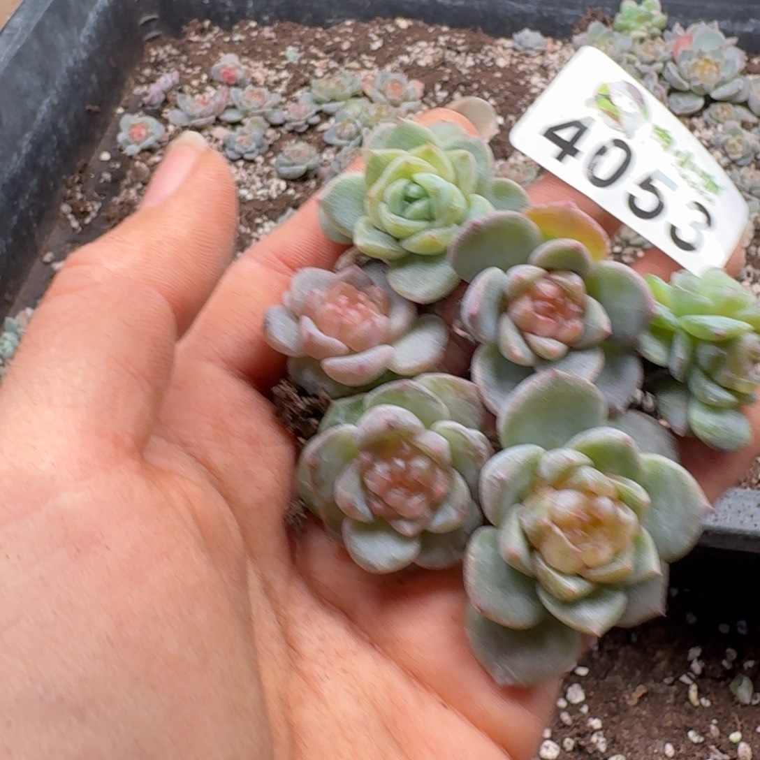 多肉植物多肉植物