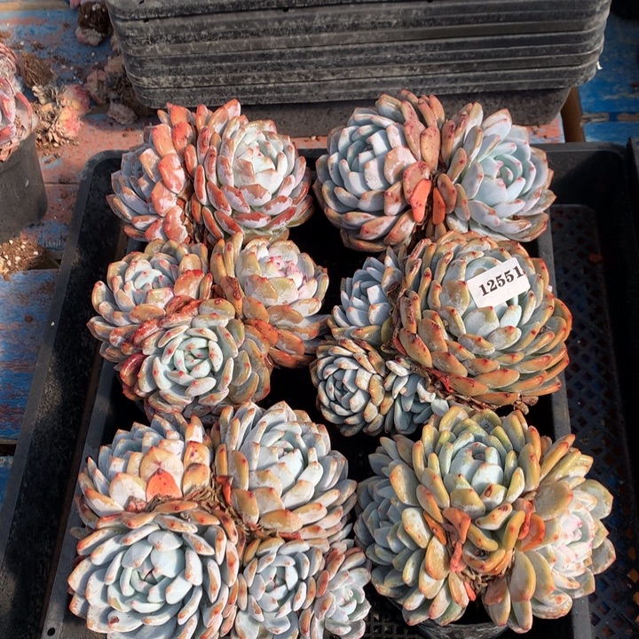 12551六个嗯嗯嗯嗯嗯嗯嗯好喜欢