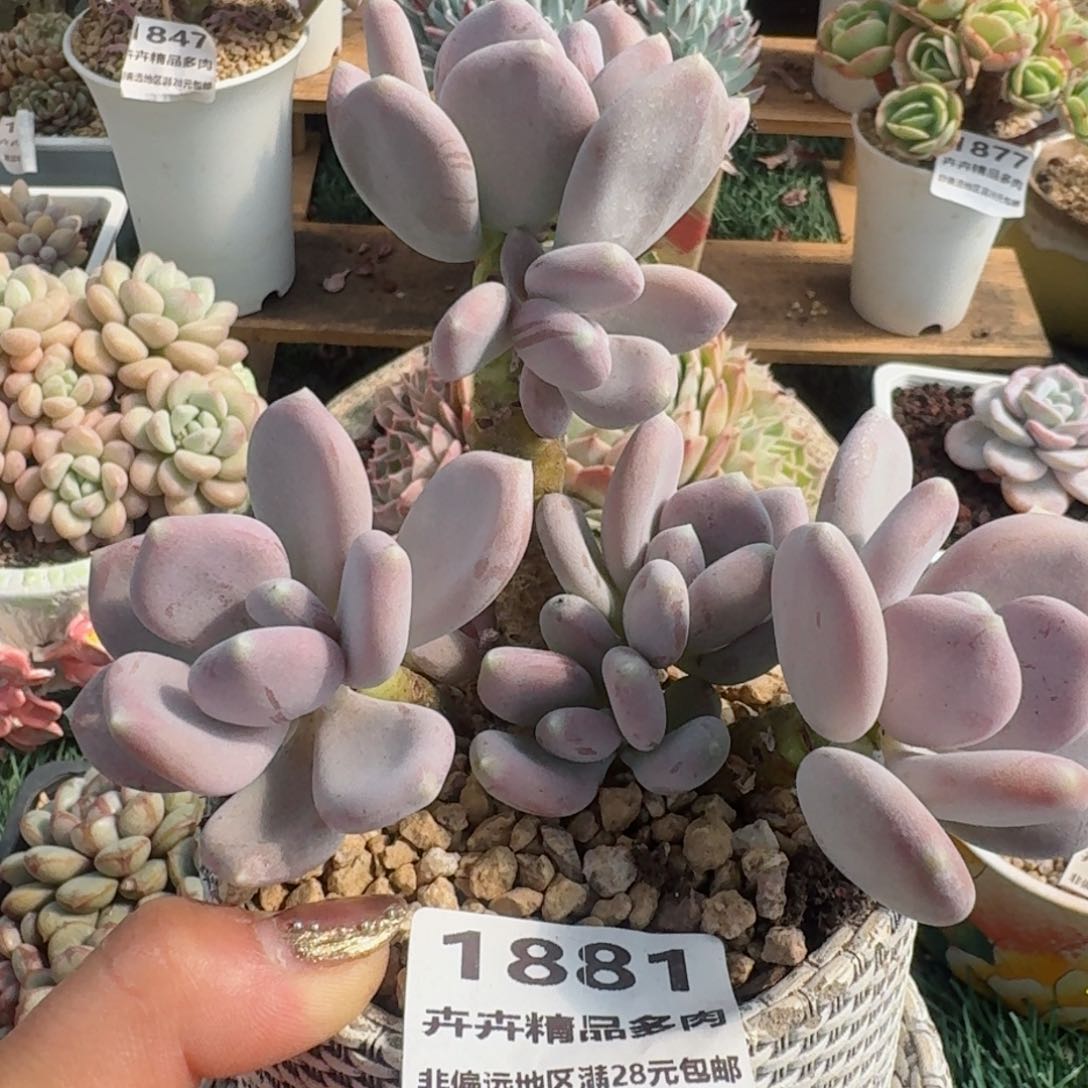 1881一物一拍（满28包邮）