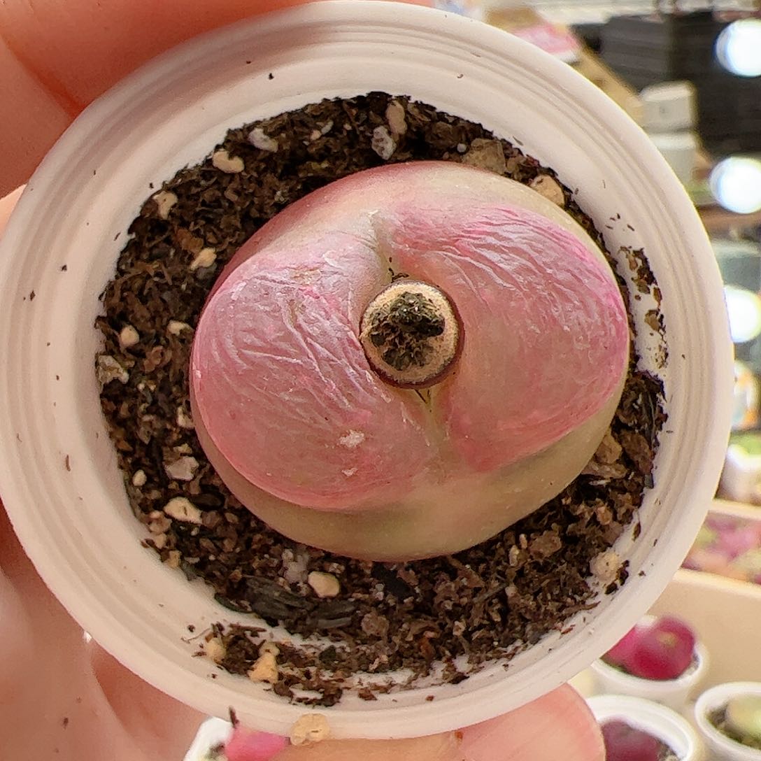 【闪购商品】132 带盆