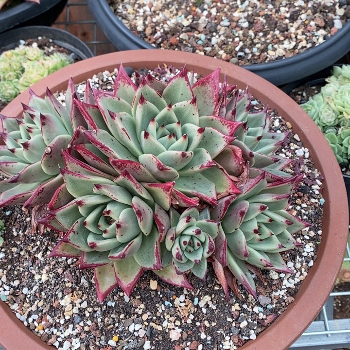 D099- 直播福利 东云捧花不带盆