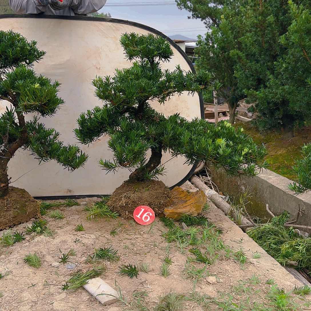 无花朵罗汉松盆景艺术