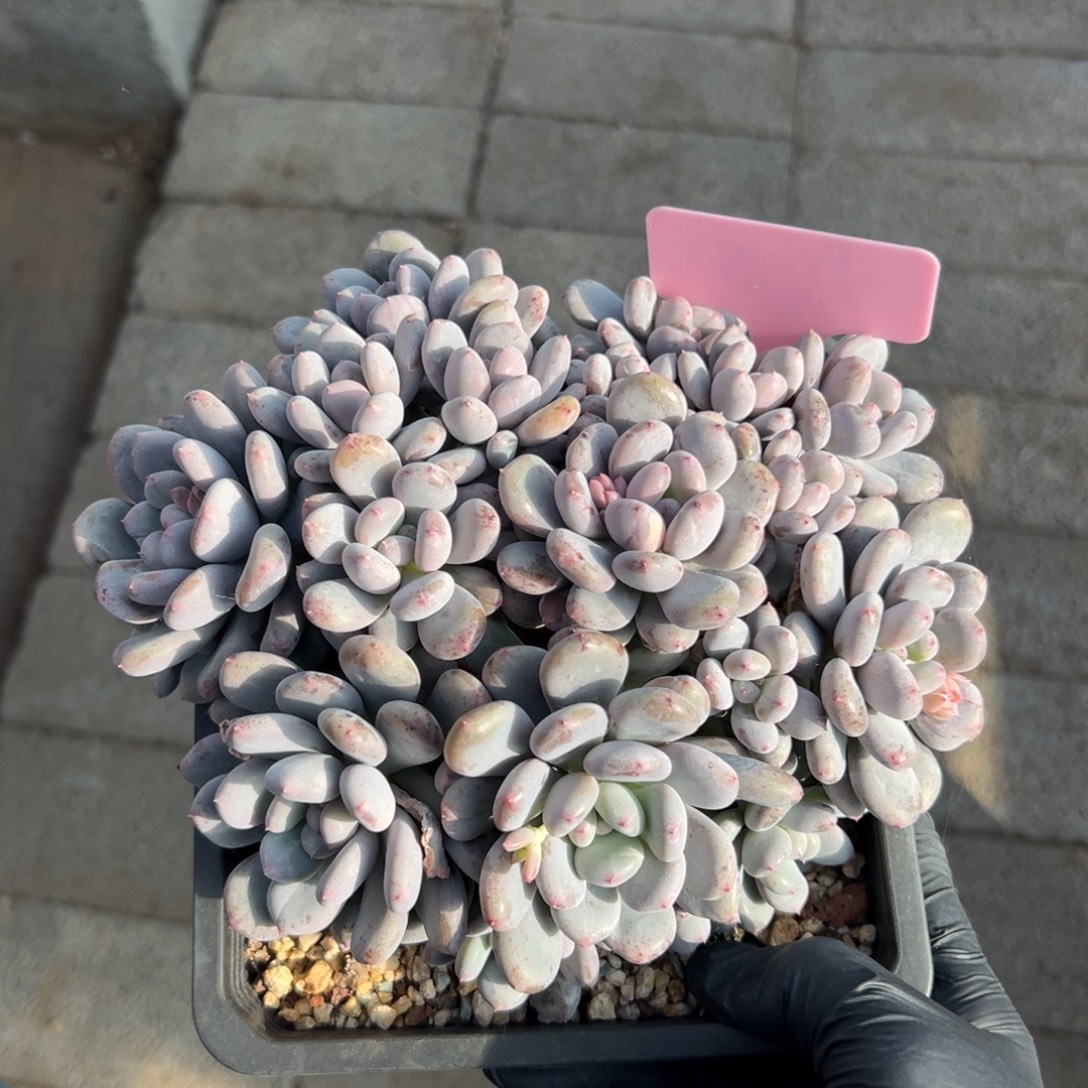 香香雪群生多头111111111111