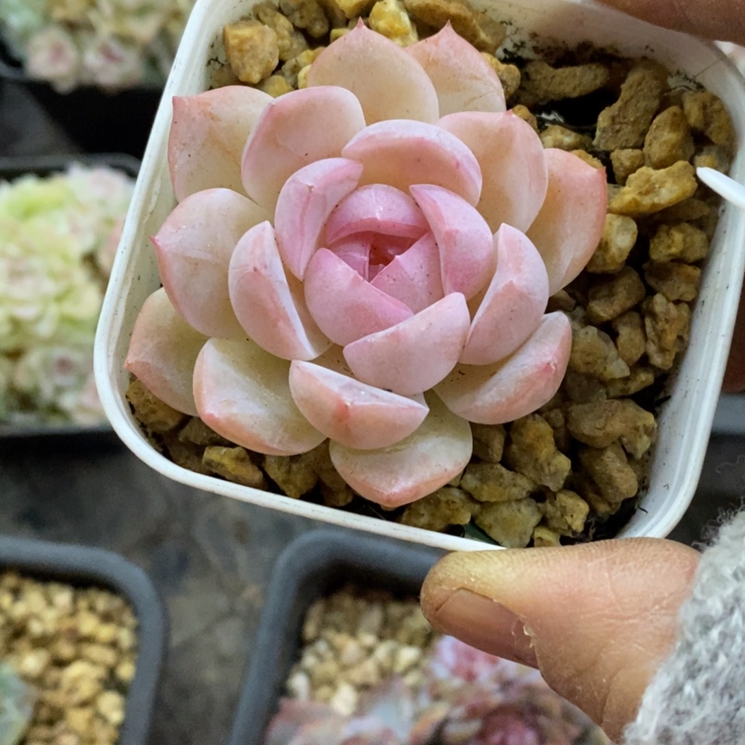 精品多肉一物一拍不包整