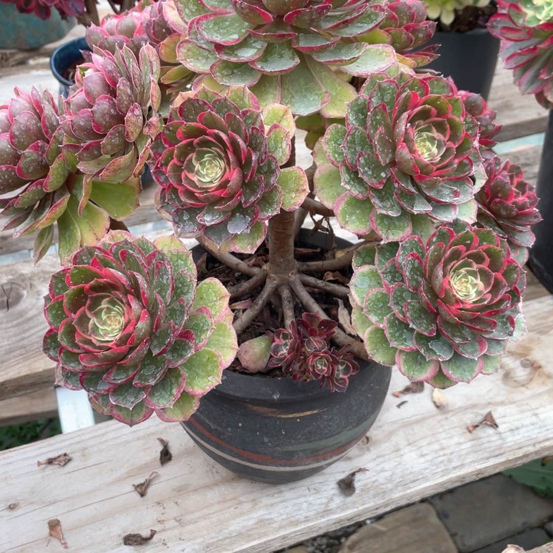 粉花妖老桩手捧916