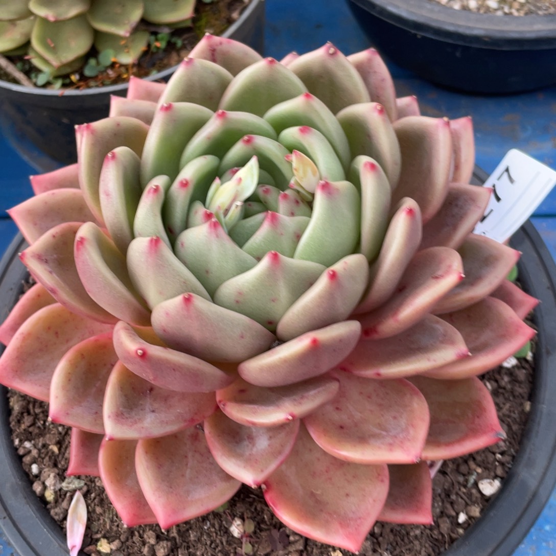 无花朵若如东云组拍D277
