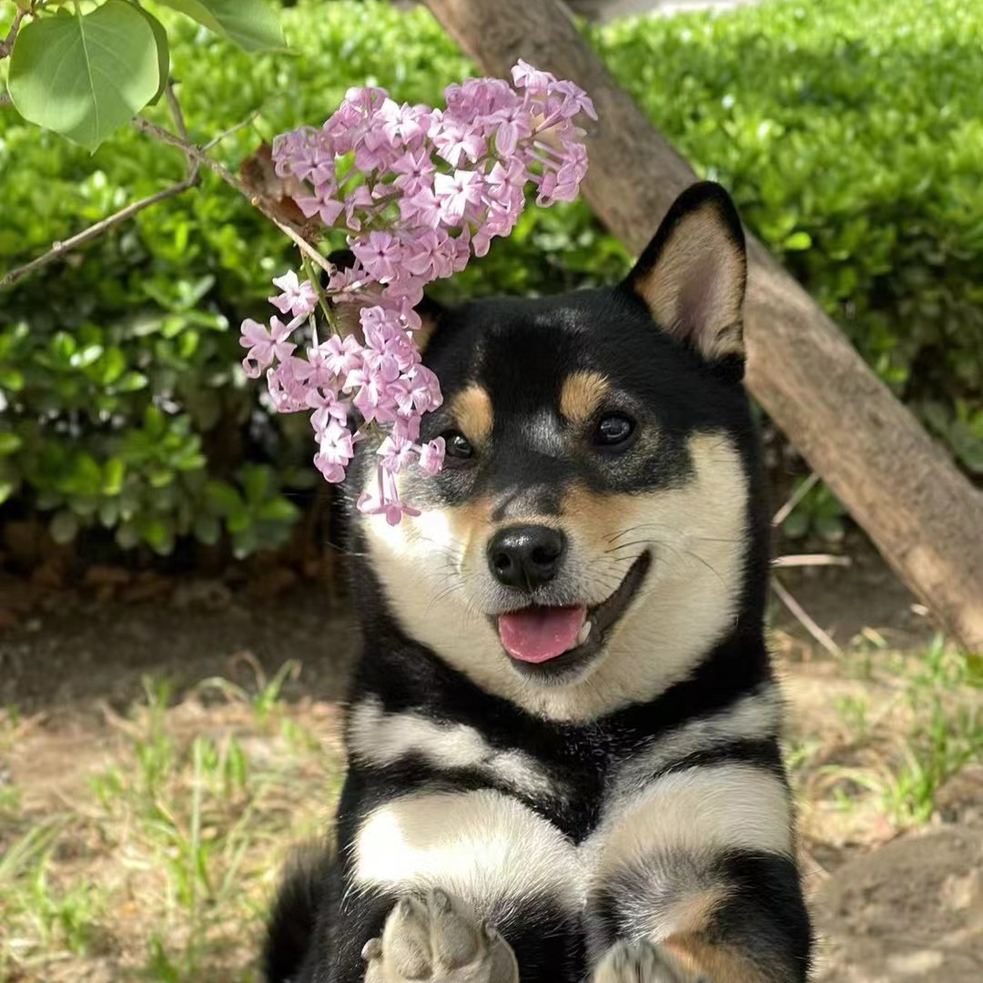送货上门超惠超萌柴犬宠物活体黑色赤色白色可爱柴犬小题宠物狗