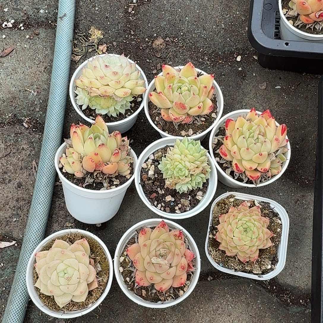 麦秆八棵多肉植物