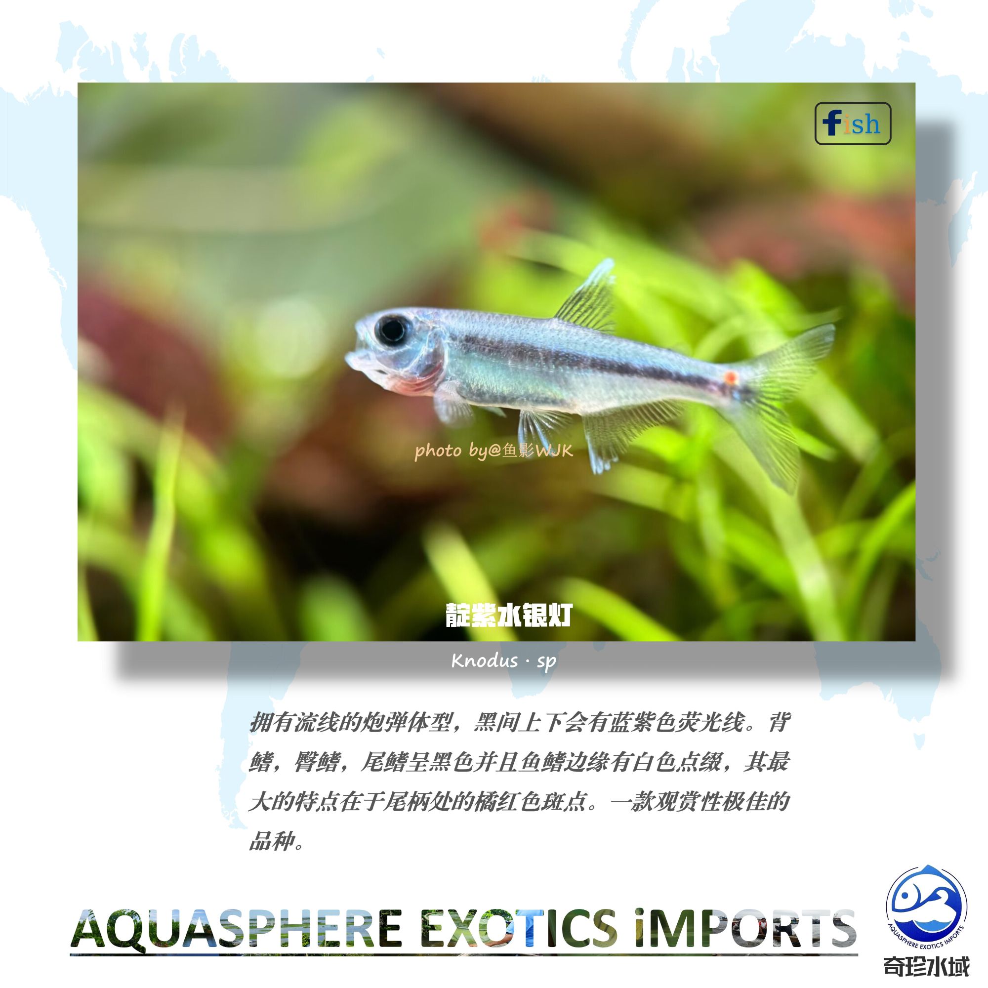 【奇珍水域】靛紫水银灯