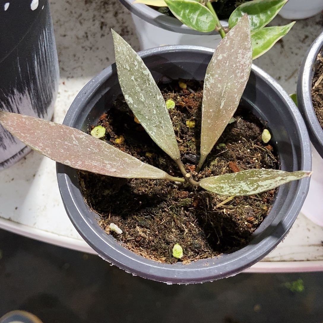 完全开放老挝裂瓣球兰150