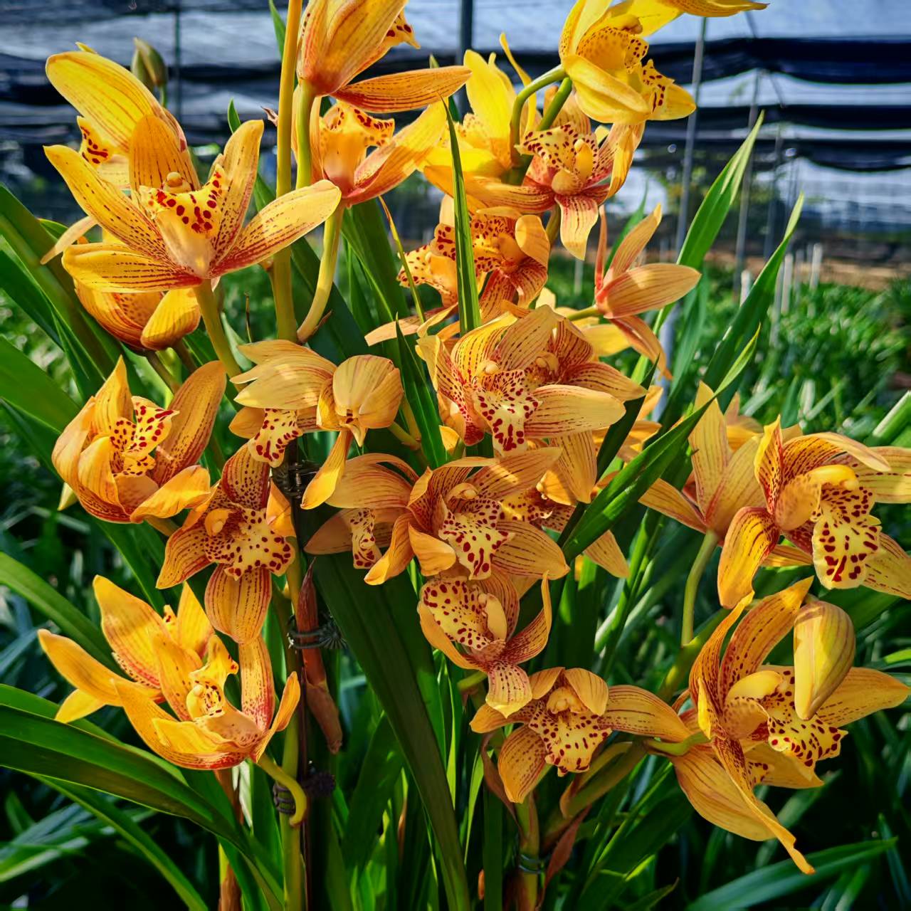 2支花起新手好养（东方美人）浓香型室内阳台兰花绿植盆栽基地直发