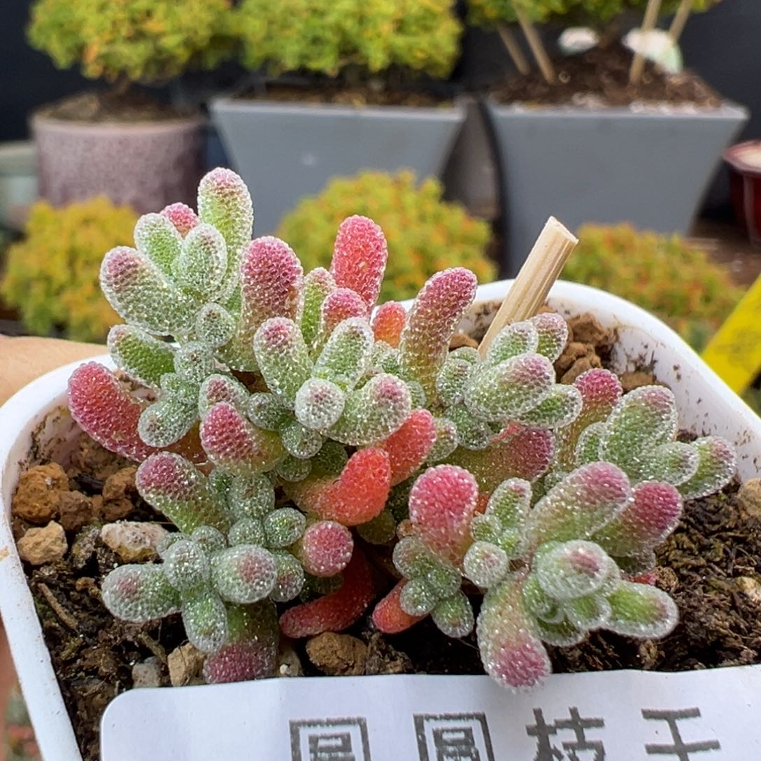 dy5365实生草莓冰晶冠幅3cm