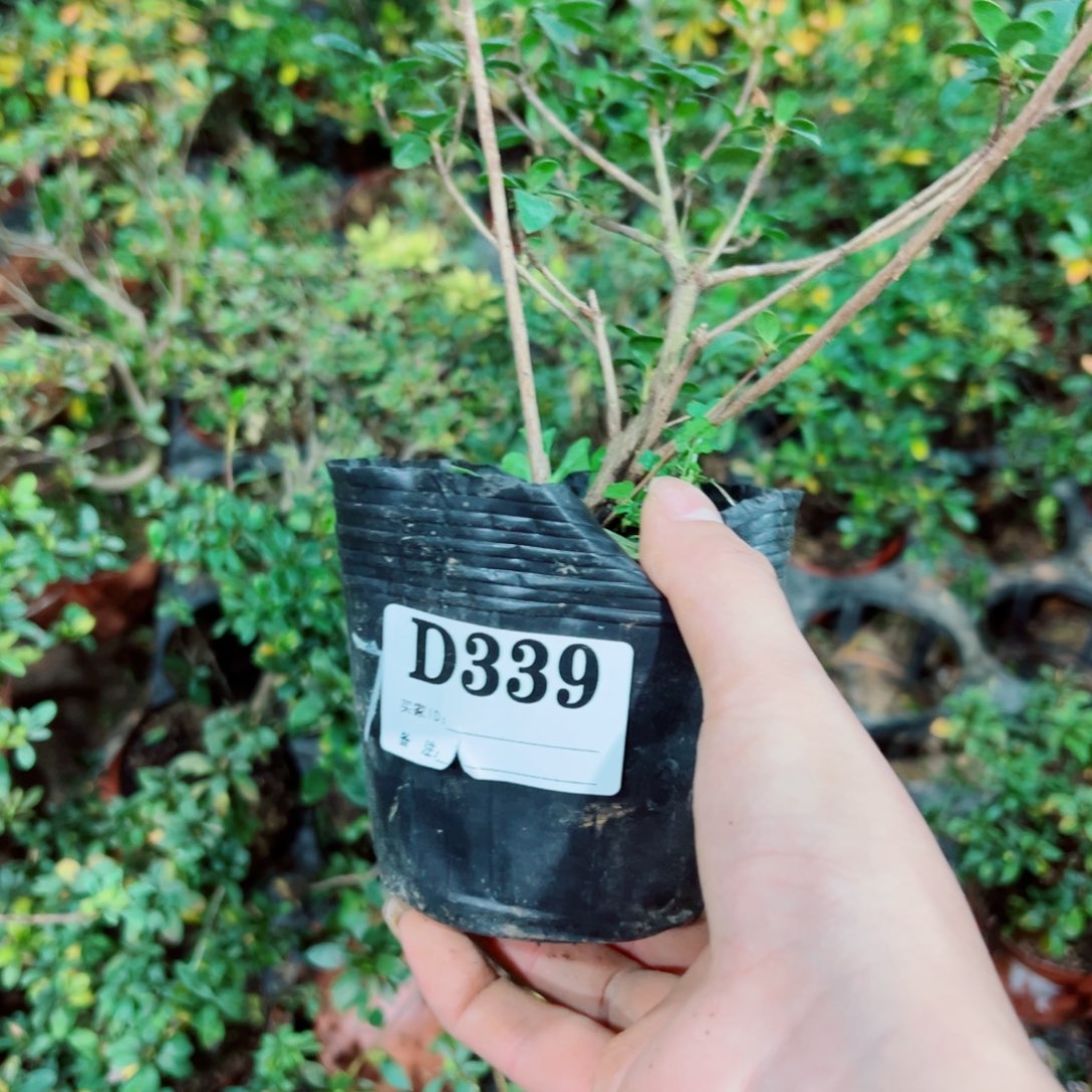 完全开放杜鹃花科植物有乔木