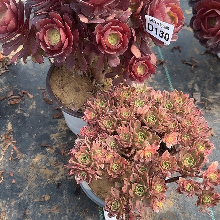 130 清棚处理不包断枝2