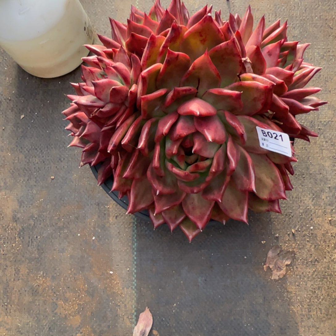 生***歌无花朵若如东云单拍D021