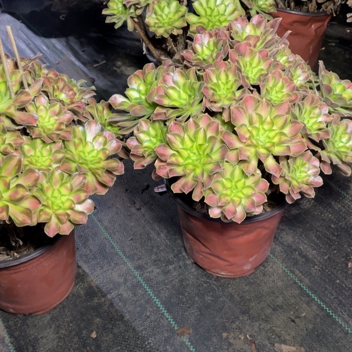 56多肉植物多肉植物多肉植物